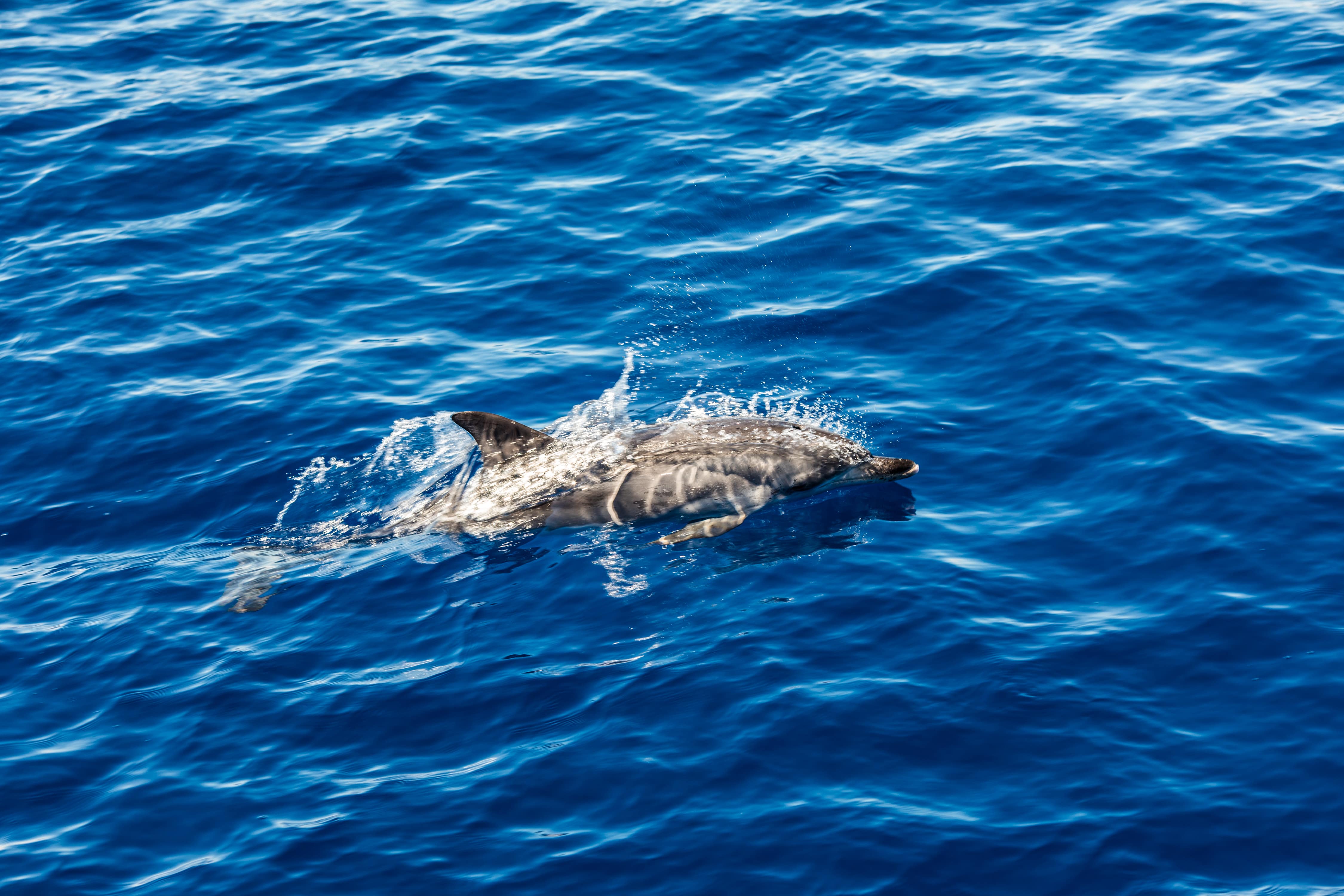 Dolphins Swimming in the Ocean